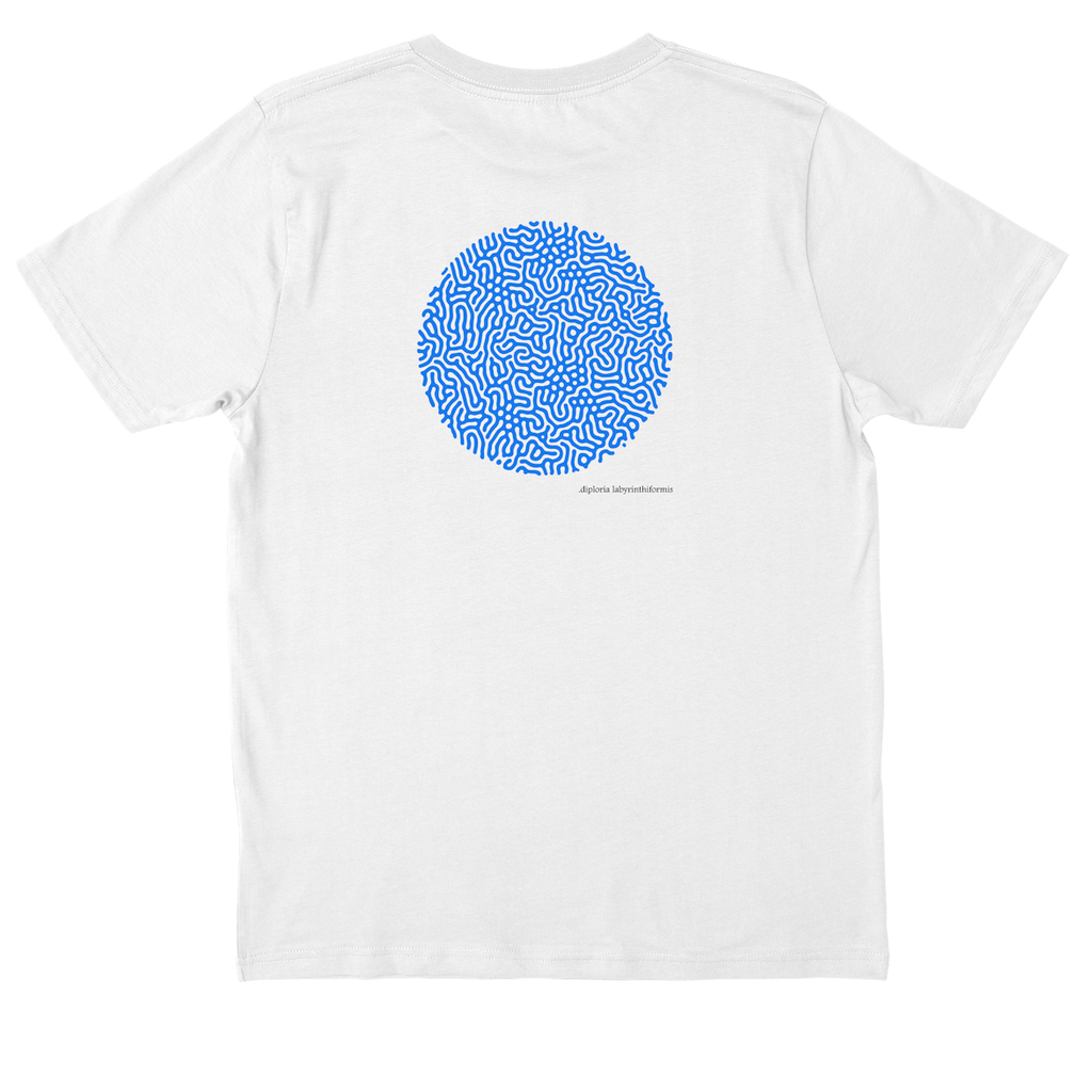 diploria Labyrinthiformis