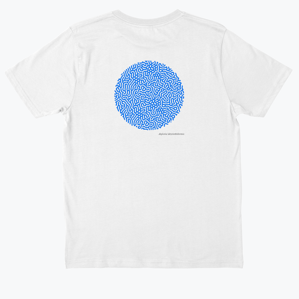 diploria Labyrinthiformis