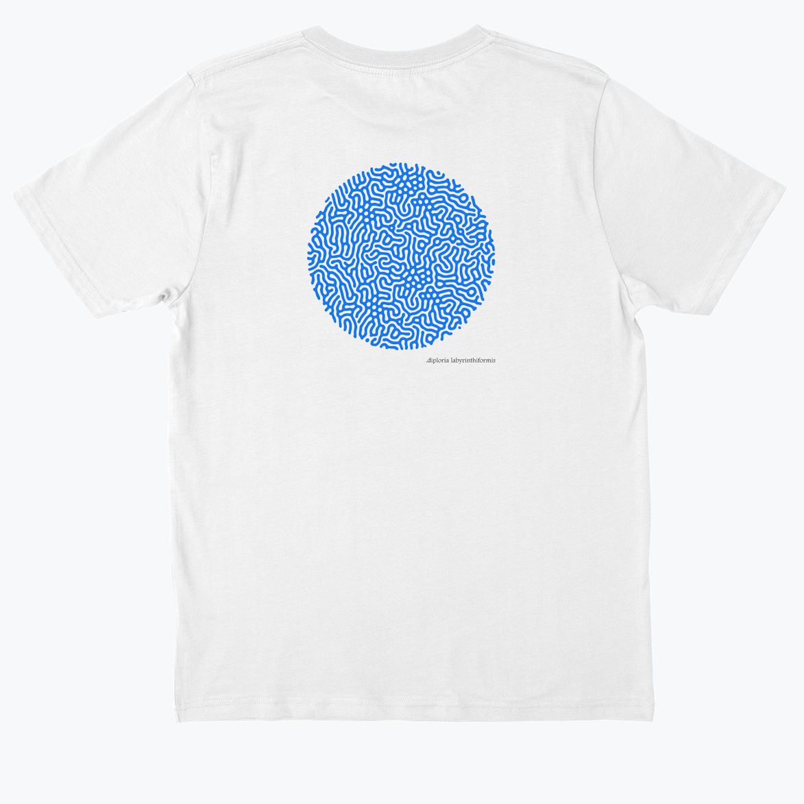 diploria Labyrinthiformis