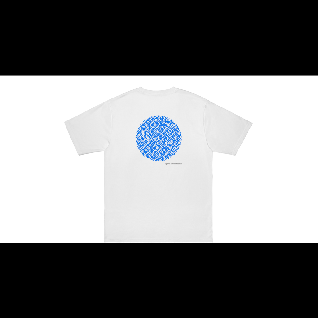 diploria Labyrinthiformis