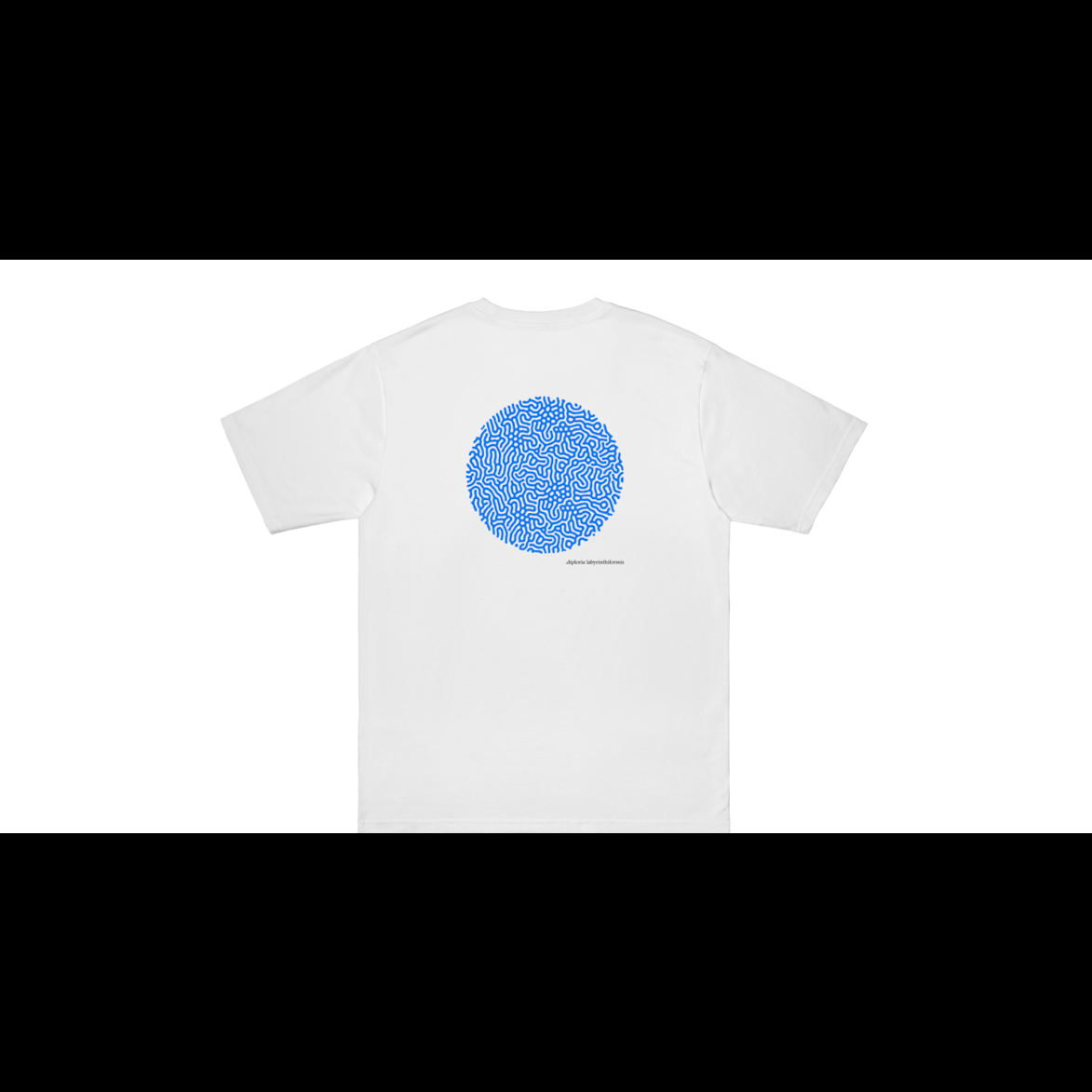 diploria Labyrinthiformis